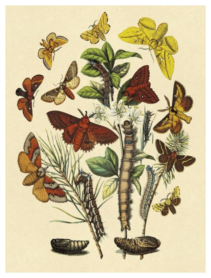 "Moths: G. Quercifolia, L. Potatoria, et al." Print by W. F. Kirby, 20"x26"