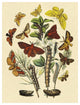 "Moths: G. Quercifolia, L. Potatoria, et al." Print by W. F. Kirby, 20"x26"