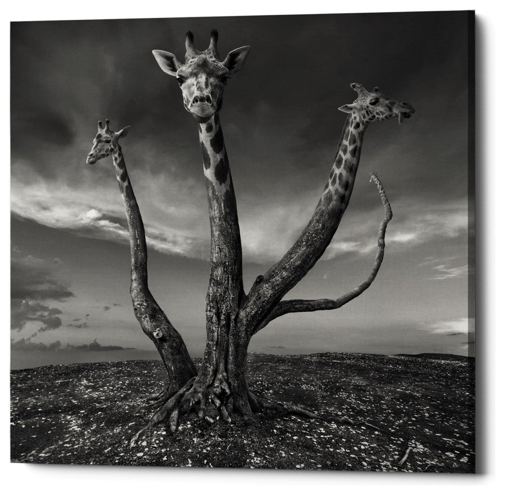 "Giratree" Giclee Canvas Wall Art, 12"x12"