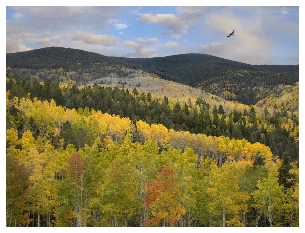 "Cooper's Hawk, Santa Fe Forest, Sangre de Cristo Mountains" Paper Art, 42"x32"