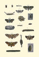 Insect Study #7 - Fine Art Giclee Print 24" x 36"