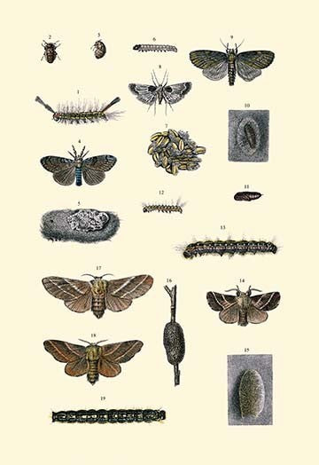 Insect Study #7 - Fine Art Giclee Print 24" x 36"