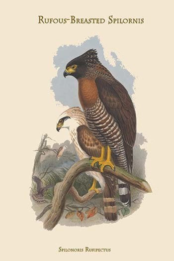 Spilonoris Rufipectus - Rufous-Breasted Spilornis- Gallery Wrapped Canvas Art