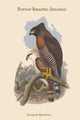 Spilonoris Rufipectus - Rufous-Breasted Spilornis- Gallery Wrapped Canvas Art