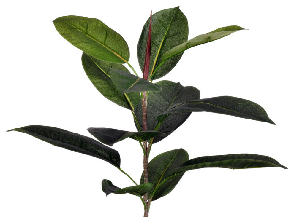 Close-up of leaves and stem on white background (cropped view).