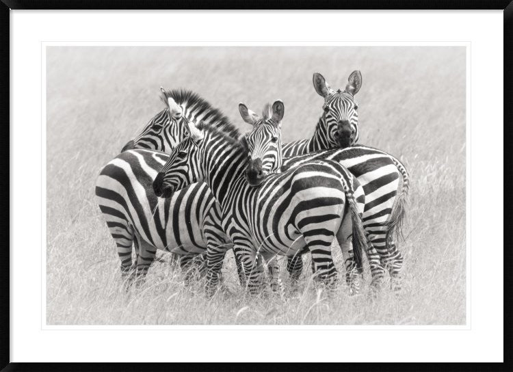 "Zebras" Framed Digital Print by Kirill Trubitsyn, 44x32"