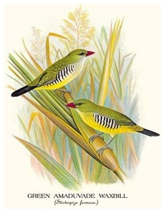 Green Amaduvade Waxbill - Canvas Poster 20" x 30"