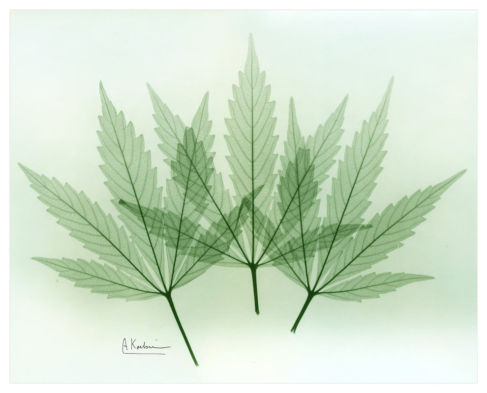 "Green Flower" Frameless Free Floating Panel Graphic Wall Art, 16"x20"