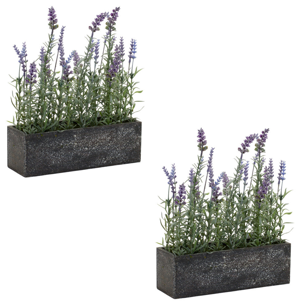 Potted Lavender, 2-Piece Set