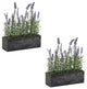 Potted Lavender, 2-Piece Set