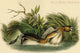 Pied Billed Dobchick - Gallery Wrapped Canvas Art 28" x 42"