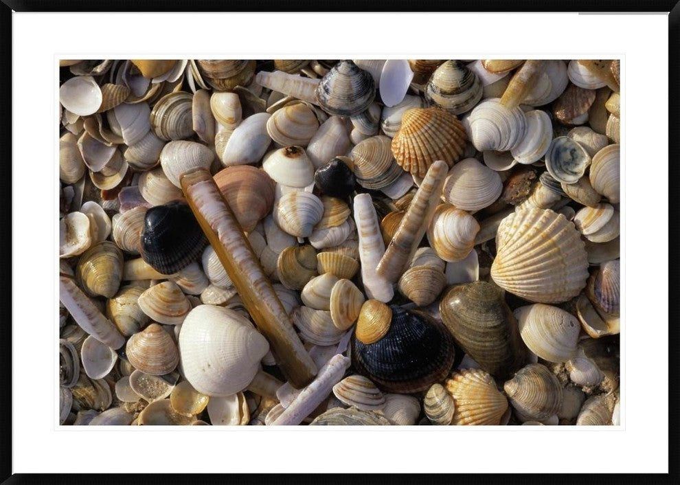 "Selection of bivalve shells" Framed Digital Print by Jan Vermeer, 44x32"