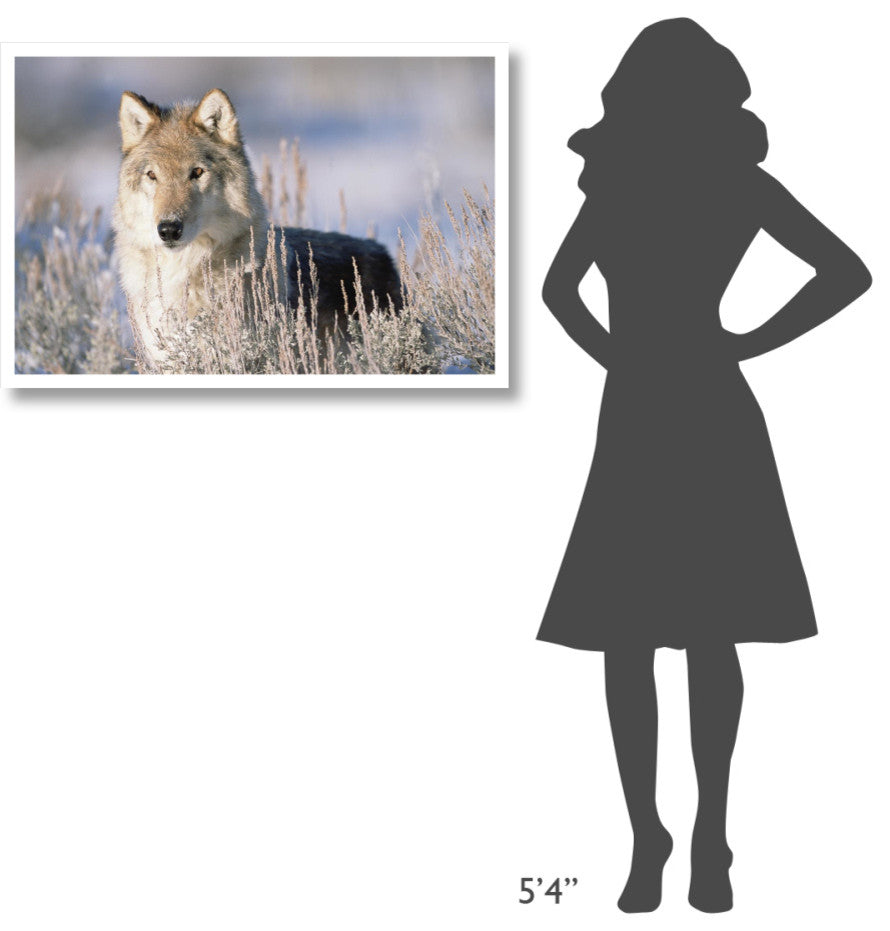 "Timber Wolf portrait, North America" Paper Print by Tim Fitzharris, 38"x26"