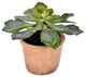 Vickerman FE192510 9" Artificial Succulent, Paper Pot
