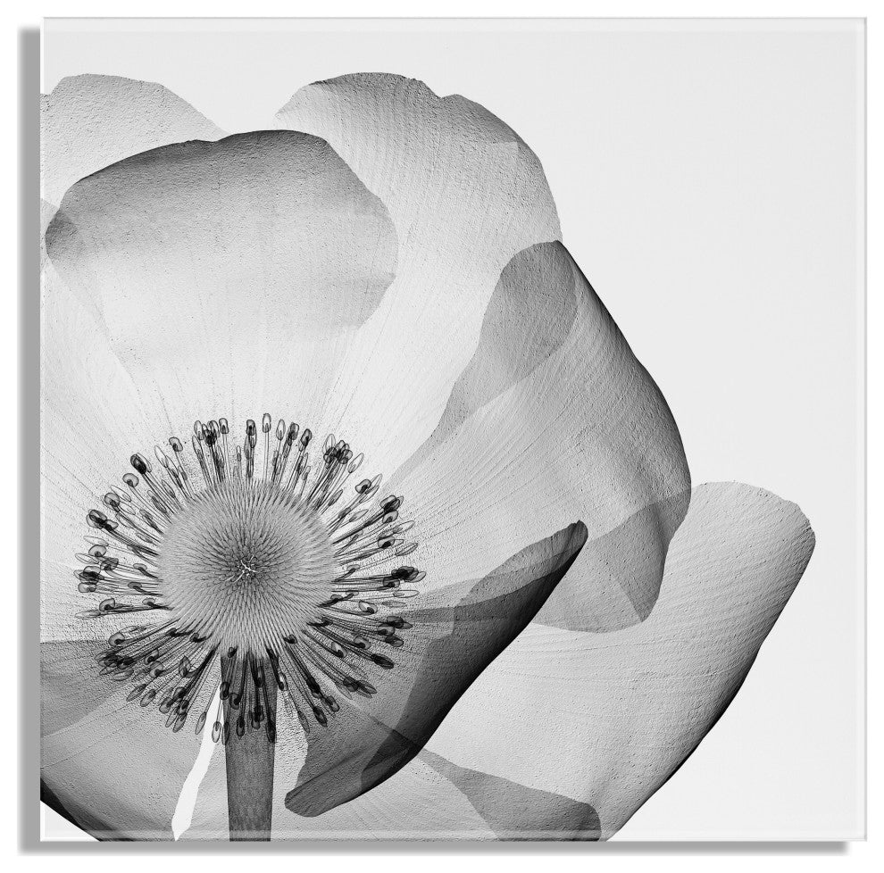 Poppy X Ray Floral Acrylic Art by The Creative Bunch Studio, Assorted 23x23