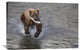 "Grizzly Bear With Sockeye Salmon Prey, Katmai National Park, Alaska" Artwork