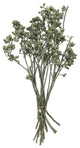Vickerman H1Eyp150 Botanicals 12"X1-3" Eucalyptus Clusters Stem Green Frosted