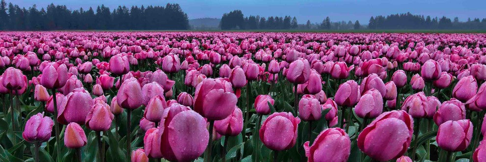 "Tulips Galore" Painting Print on Canvas