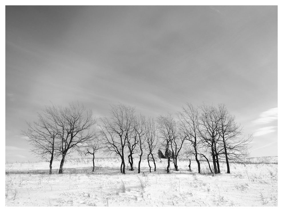 Black and White Trees in Winter, Landscape Canvas Art Print, 40"x30"