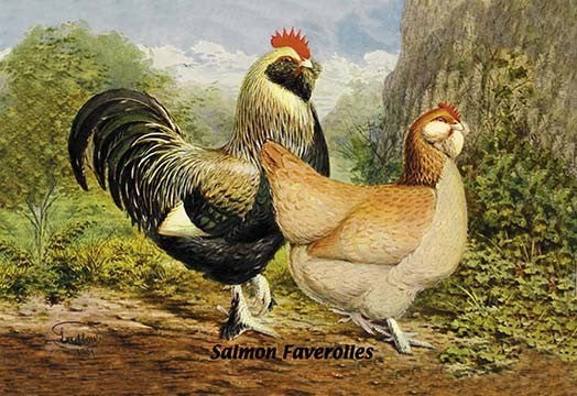 Salmon Faverolles- Gallery Wrapped Canvas Art 28" x 42"