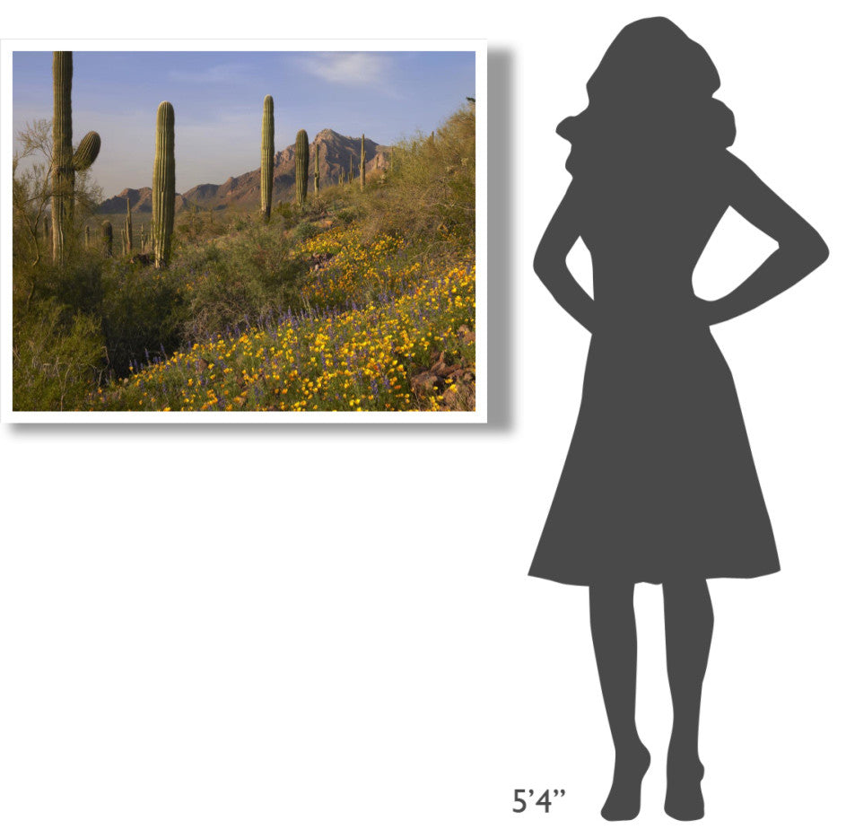 "Saguaro cacti and California Poppy field at Picacho Peak SP" Paper Art, 42"x32"