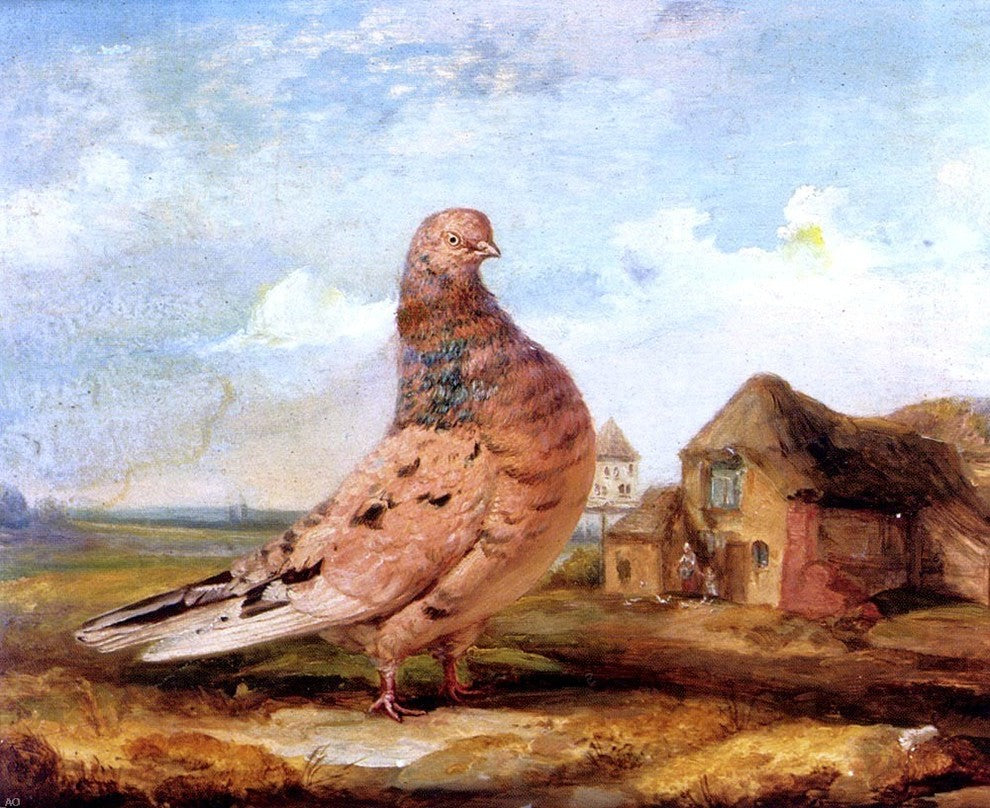 James Ward A Fancy Pigeon, 20"x25" Wall Decal