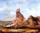 James Ward A Fancy Pigeon, 20"x25" Wall Decal