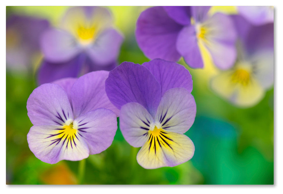 Cora Niele 'Violets' Canvas Art