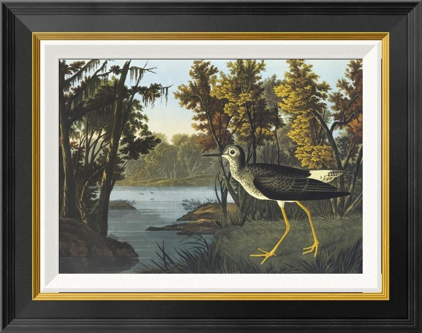 "Yellow Shank" Framed Canvas Giclee by John James Audubon, 22"x18"