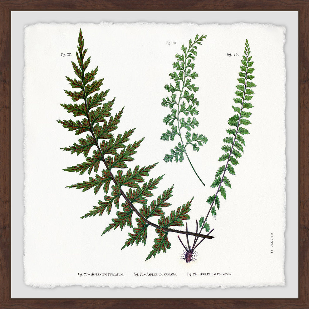 "Indian Ferns" Framed Painting Print, 24"x24"