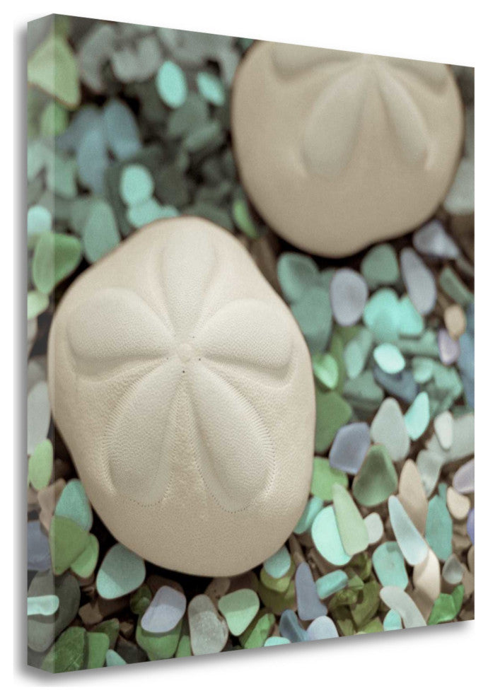 12" Two Sandollars and Seaglass 2 Giclee Wrap Canvas Wall Art