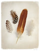 "Feather Group I" Digital Paper Print by Debra Van Swearingen, 18"x22"