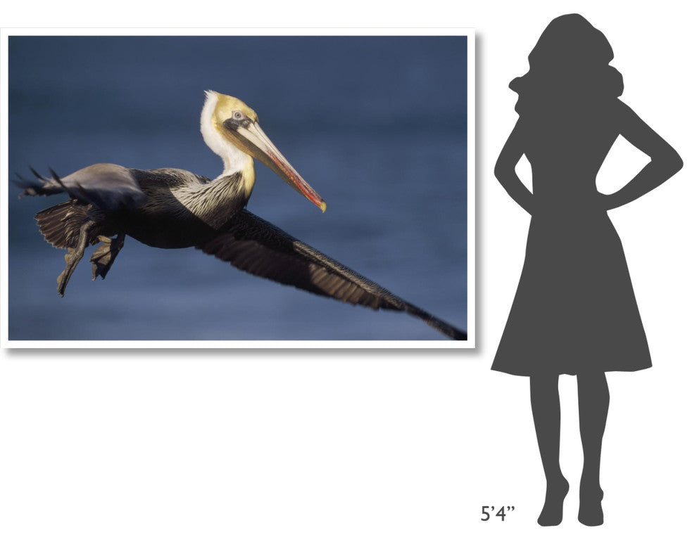 "Brown Pelican flying, California" Print by Tim Fitzharris, 62"x42"