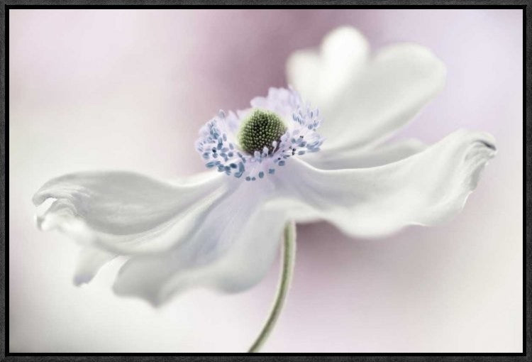 "Anemone Breeze" Framed Canvas Giclee by Mandy Disher, 23x16"