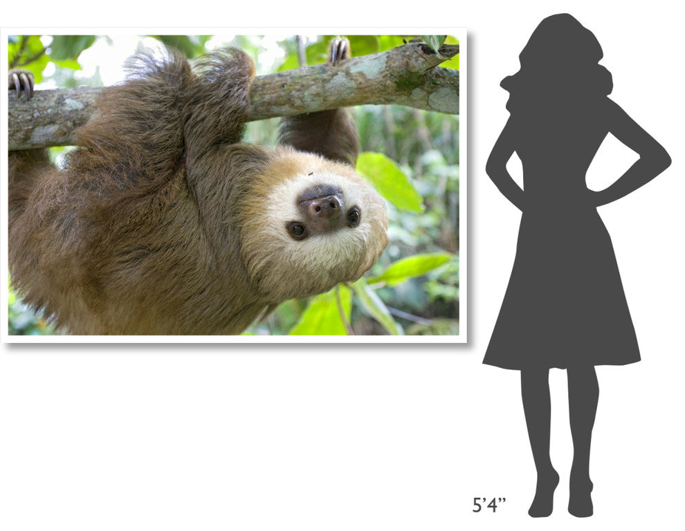 "Hoffmann's 2-toed Sloth orphan, Aviarios Sloth Sanctuary" Paper Art, 62"x42"