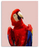 20" Vibrant and Vivid Bird Canvas Wall Art