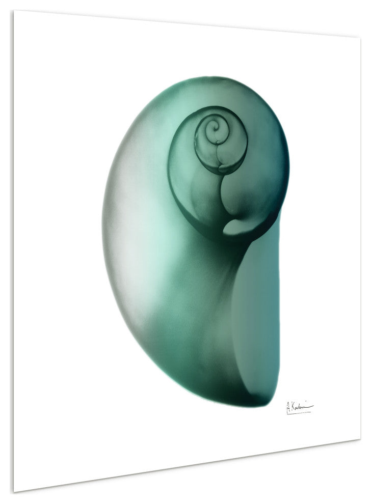 "Shimmering Snail Ii" Wall Art on Frameless Free Floating Tempered Glass Panel