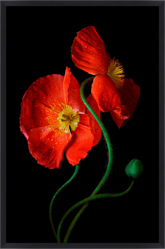 Shadow Poppies 2