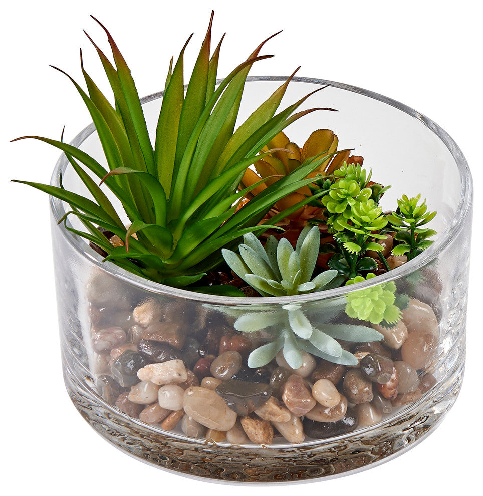 Succulents In 5.5" Round Glass Container