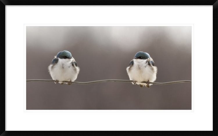 "Birds On A Wire" Framed Digital Print by Lucie Gagnon, 32"x20"