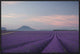 Lavender Field, 30"x20"