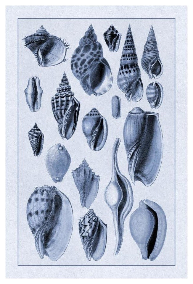 "Shells: Trachelipoda #6 (Blue)" Digital Paper Print by G.B. Sowerby, 18"x26"