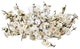Plum Blossom Candelabrum