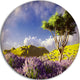 Bright Lavender Garden Field, Modern Landscape Round Wall Art, 11"