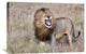 "Lion" Stretched Canvas Giclee by Alessandro Catta, 30"x20"