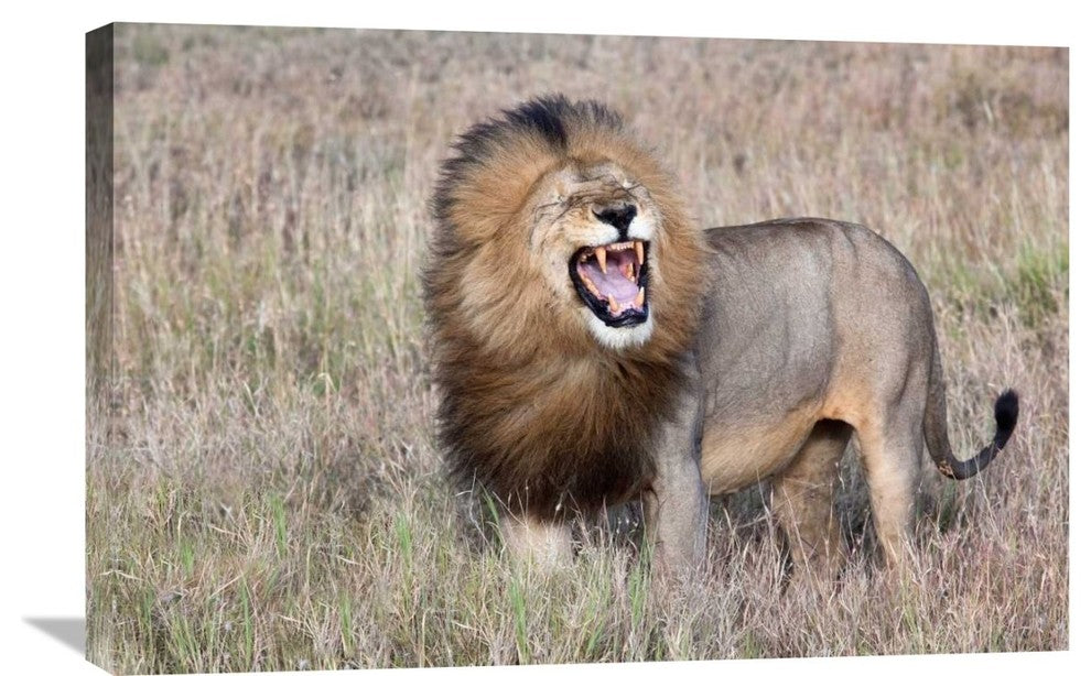 "Lion" Stretched Canvas Giclee by Alessandro Catta, 30"x20"