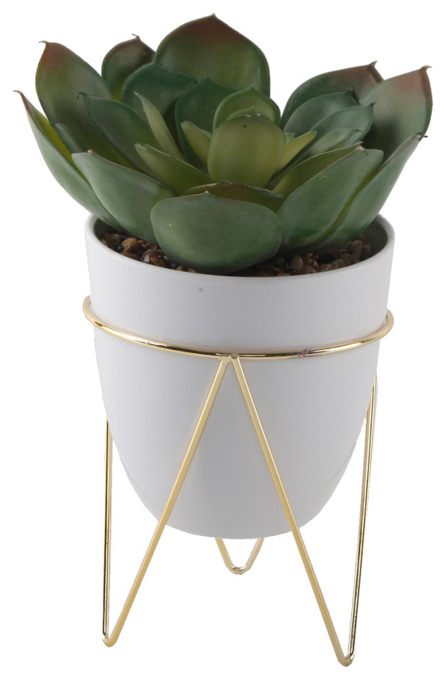 Succ In 4.75" Wh Pot In Gd Metal Stand