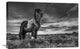 "Two Of A Kind" Stretched Canvas Giclee by Brin Ingibergsson-Bragi, 30"x20"