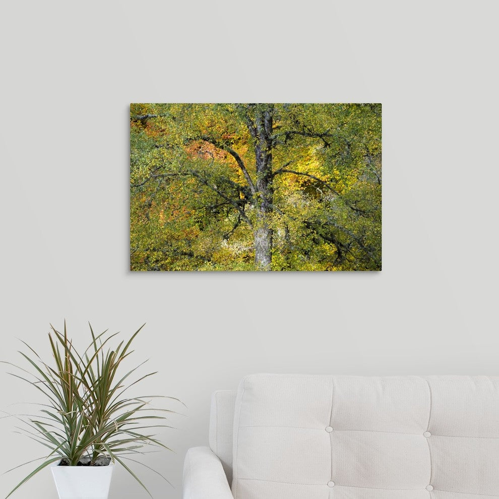 "Lord of the Forest" Wrapped Canvas Art Print, 24"x16"x1.5"