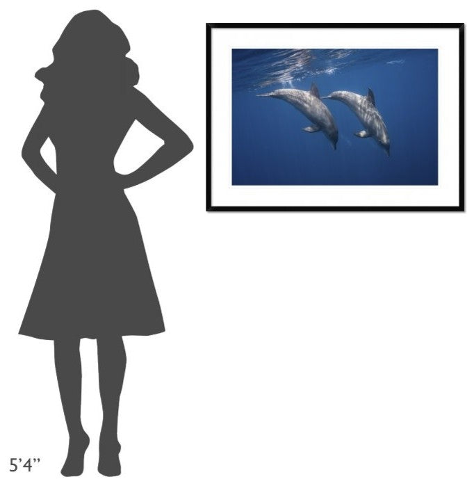 "Two Bottlenose Dolphins" Framed Digital Print by Barathieu Gabriel, 38"x28"
